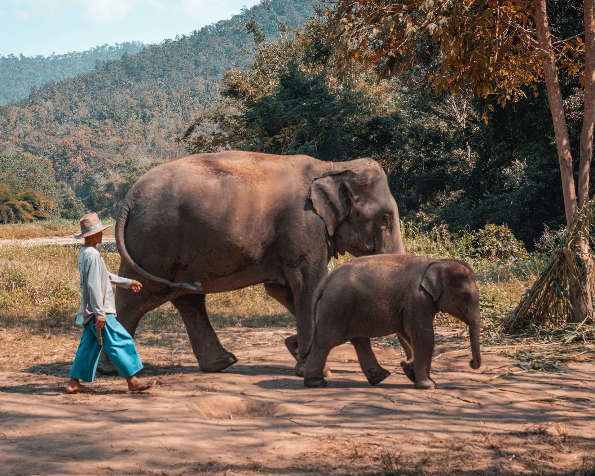 bezoek een olifantenopvang tijdens de rondreis Thailand